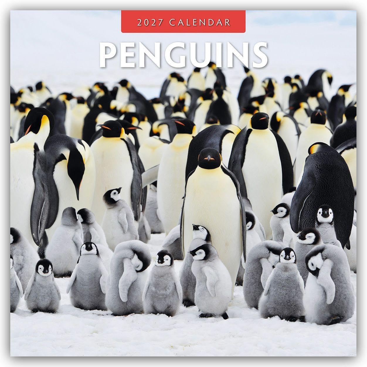 Penguins 2027 Square Wall Calendar: Original Red Robin Publishing Ltd-Kalender [Mehrsprachig] [Kalender]