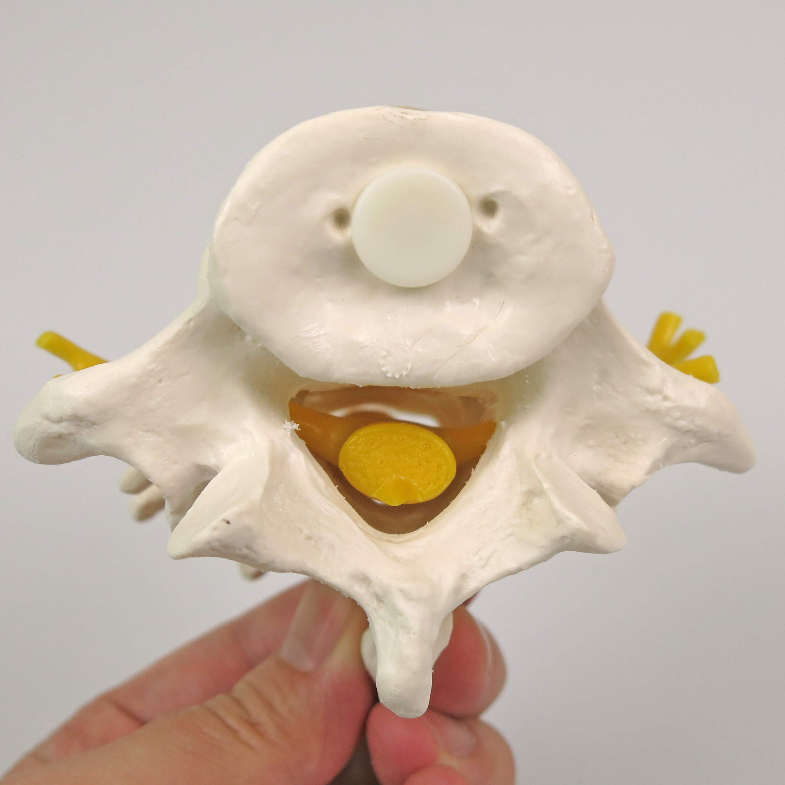 3B Scientific A76/8 3 Lumbar Vertebrae Flexibly Mounted + Free Anatomy App - 3B Smart Anatomy