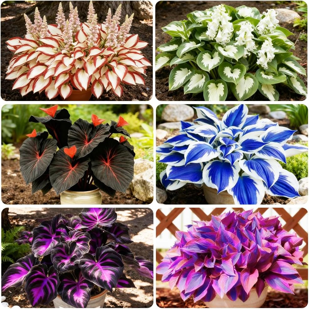 200+ Mixed Color Rare Hosta Seeds Perennial Shade-Tolerant Plants Rare Lily Flower for Planting Indoor Outdoor Easy to Flower Low Maintenance Garden Pot Decoration