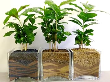 Seeds Arabian Coffee Tree/Coffea Arabica/Perennial Tree