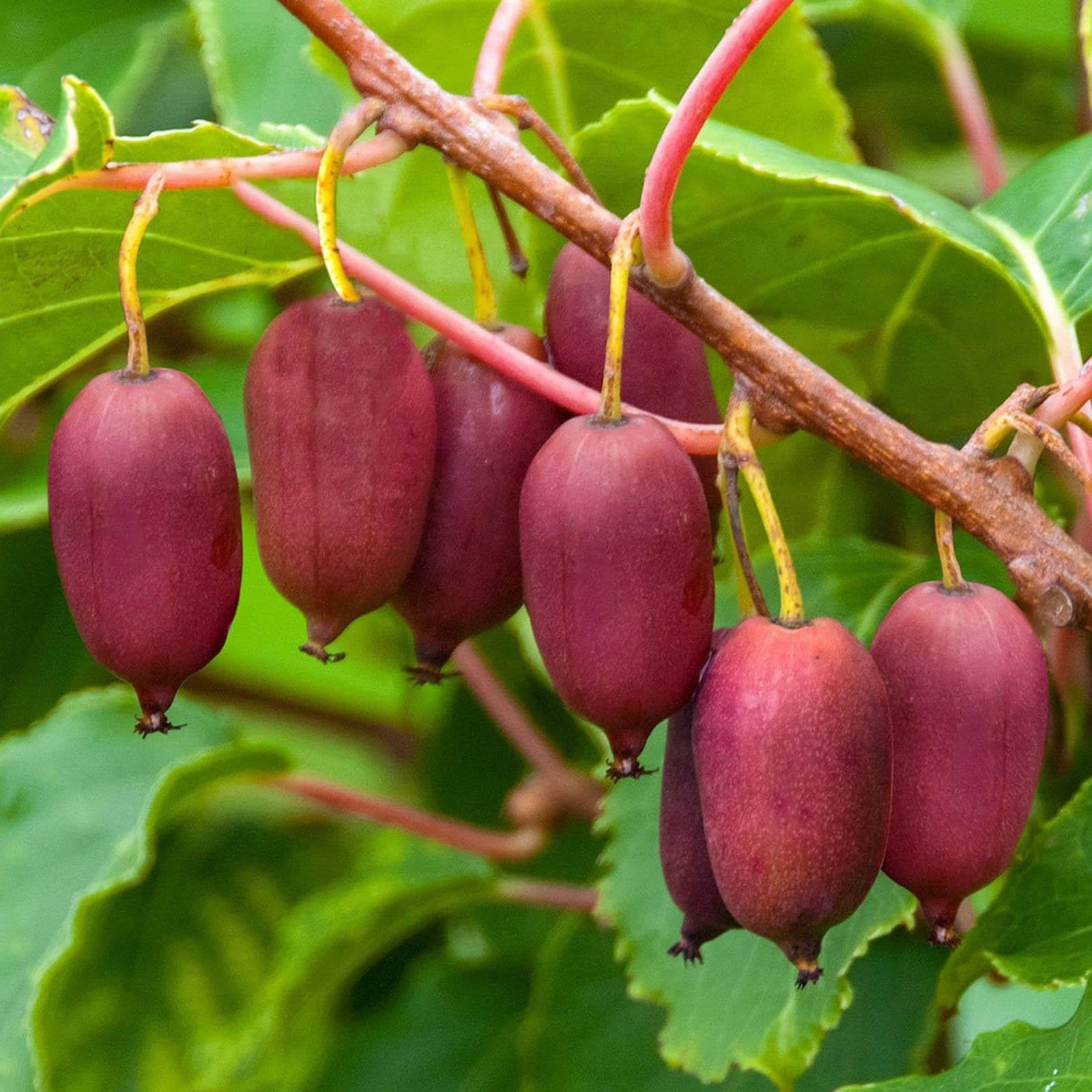 GreenEarth Original Expensive Red Kiwi Fruit Plant (Air Layered/Guti Kolom) "Thailand Variety" (Plant Height 45-60 CM)