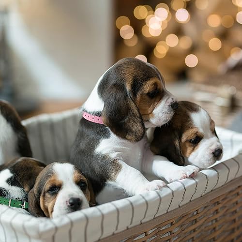 Miniatura 6 de Collares de piel para cachorros, collares de identificación ajustables en 12 colores, para perros pequeños, para perros de raza mediana y grande (M