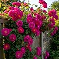 NooElec Seeds India Climbing Rose Flower Seeds, 60 Seeds Pack - Hybrid, Year-Round Blooms, Minimal Care (MAGENTA)