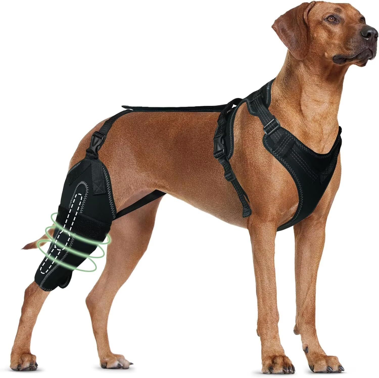 Photo 1 of TIPOOP Dog Knee Brace for ACL/CCL Injuries,Torn Ligament,Luxating Patella - Rear Leg Support,Pain Relief,Joint Warmth,Right Legs,Black,Size:L