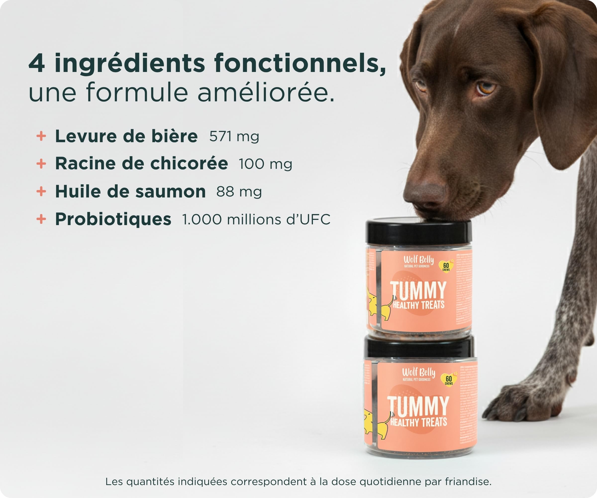 Wolf Belly - Pack Digestif pour Chiens | Complément Digestif en Poudre + Friandises aux Probiotiques | Réduit la Diarrhée | Améliore la Flore Intestinale - Fabriqué en Europe