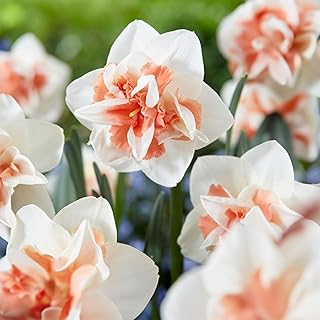 Garden State Bulb Narcissus Rosy Cloud Double Daffodil Flower Bulbs, 14/16cm, Fall Planting (Bag of 50)