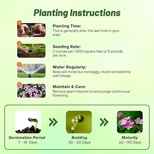 Miniatura 4 de Outsidepride 5000 semillas perennes Myosotis Alpestris Forget-Me-Not Blue Garden Flower Seeds para plantar