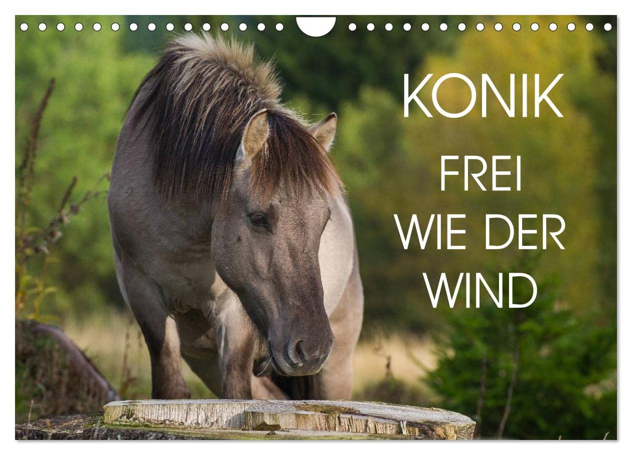 Konik - Frei geboren (Wandkalender 2024 DIN A4 quer), CALVENDO Monatskalender: Der Konik ¿ dem ausgestorbenen Wildpferd Europas sehr ähnlich ¿auf 13 wundervollen Fotos