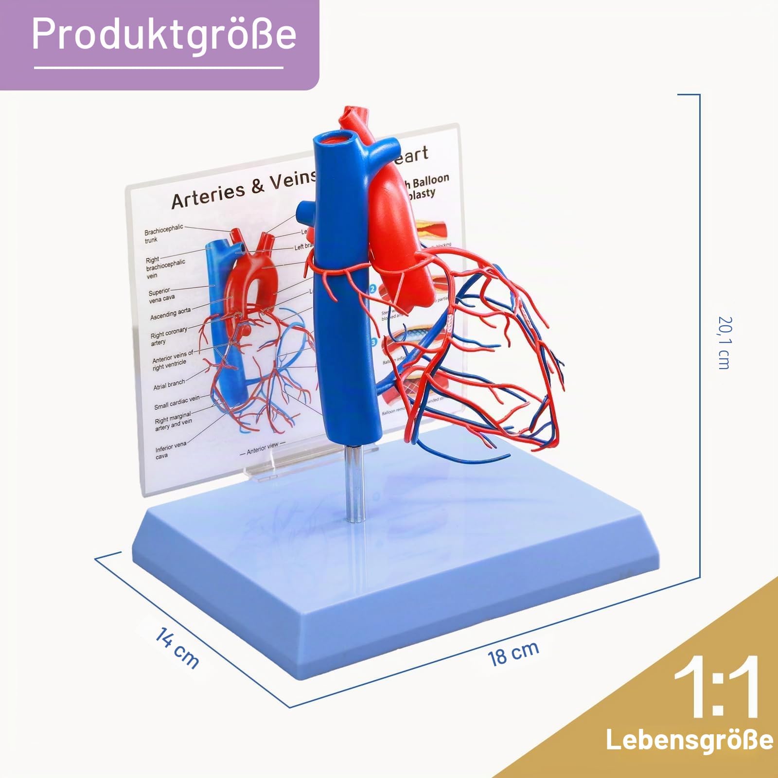 Natürlich Größe Menschliches Herz Modell Gefäßiges Herz mit Basis Erhöhte Größe Koronare Anatomie, die die Herzvenen darstellt