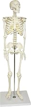 Vision Scientific VAS202 Half Size Human Skeleton- 33” (84cm) | Wired for Natural Movement | Removable Skull | Mandible Hinges with Springs | Bones Individually Cast | Labeled Diagram Included