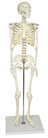 Parco Scientific PB00012 Human Skeleton Model, Half Size 33" 84cm | Wired for Natural Movement | Removable Skull | Mandible Hinges with Springs | Bones Individually Cast | Labeled Diagram Included