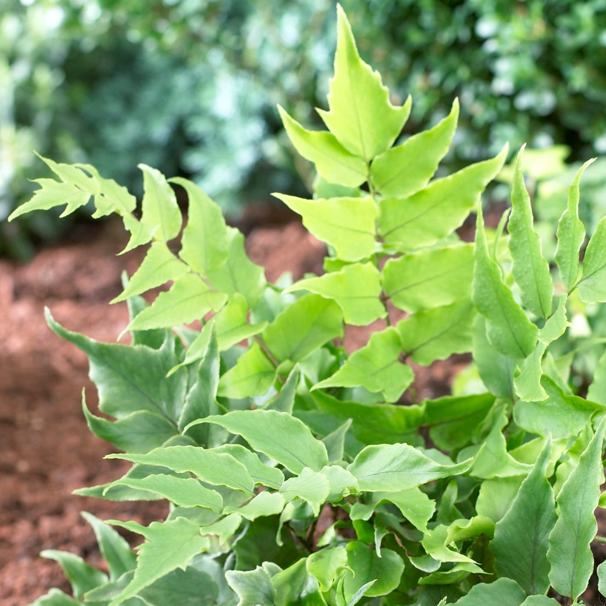 Cyrtomium Fortunei Clivicola Arching Fortune Outdoor Evergreen Hardy Fern Plant