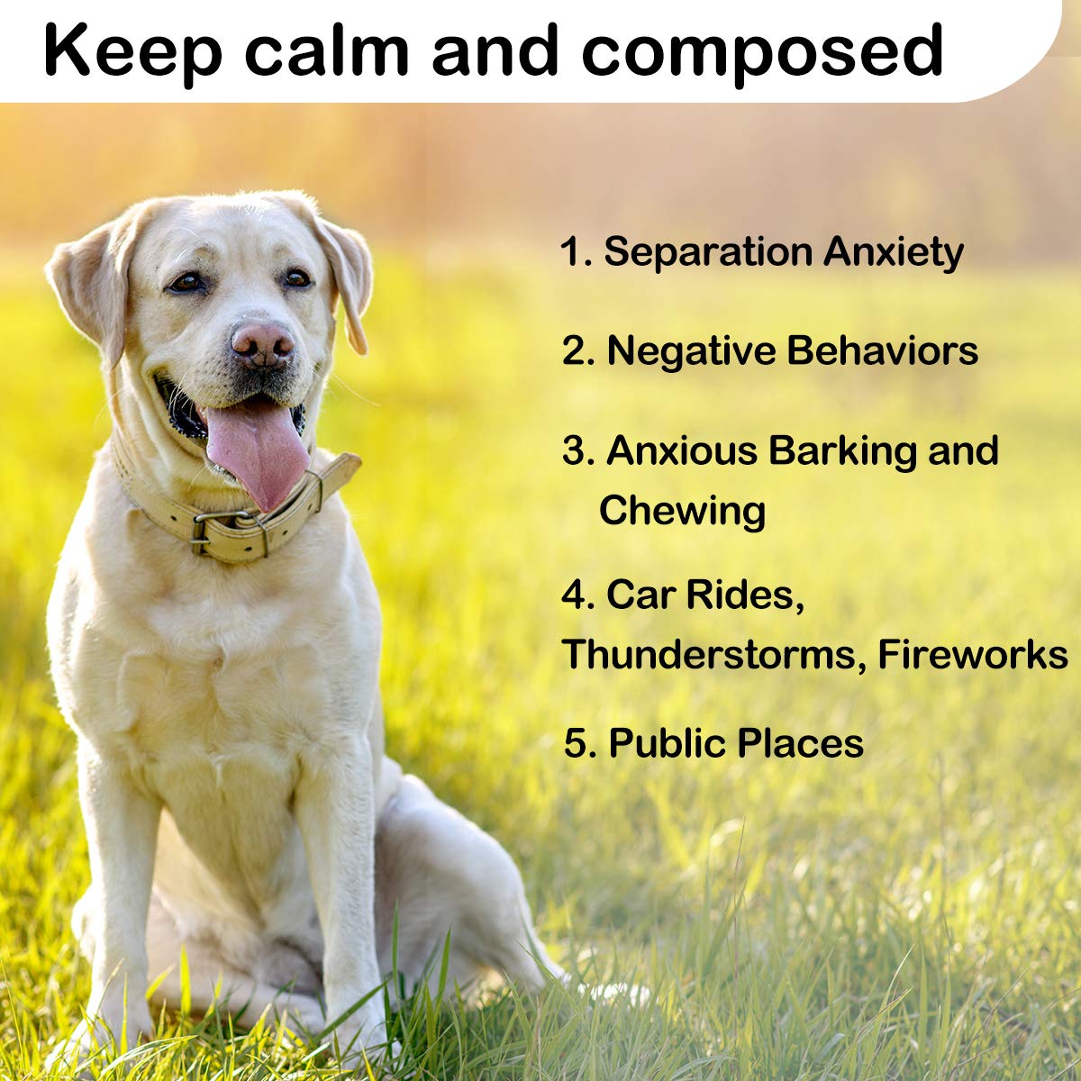 How Do You Calm An Anxious Dog In Public