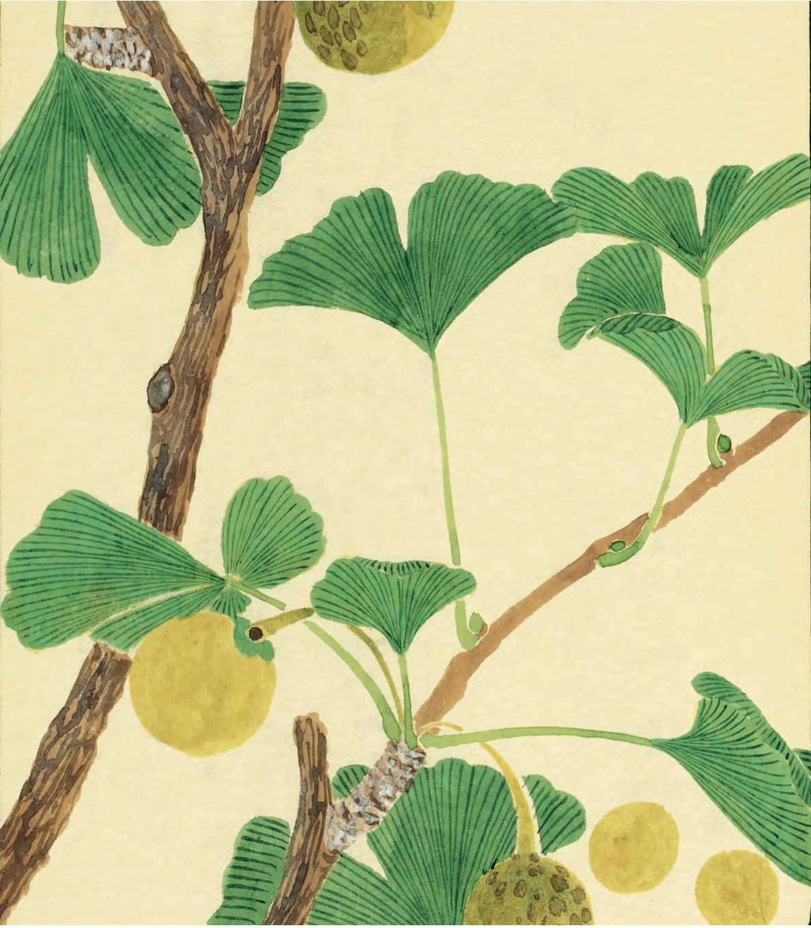 Honzo zufu: Album illustré de la materia medicae