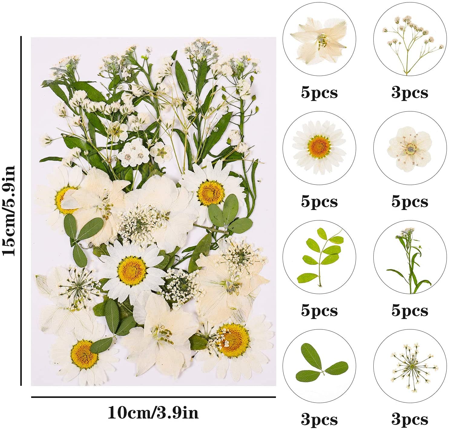 105 Stück Natürliche Getrocknete Blumen, DIY Gepresste Blumen Gemischte Getrocknete Blätter Getrocknet Gänseblümchen Gemischt für Kunst Basteln DIY Harz Scrapbooking Handwerk Karten Machen