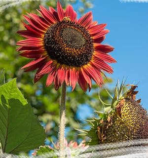 Red Sunflower Seeds 20pcs (Helianthus annuus) Organic Fresh Premium Flower Plants Seeds for Planting Garden Yard Outdoor