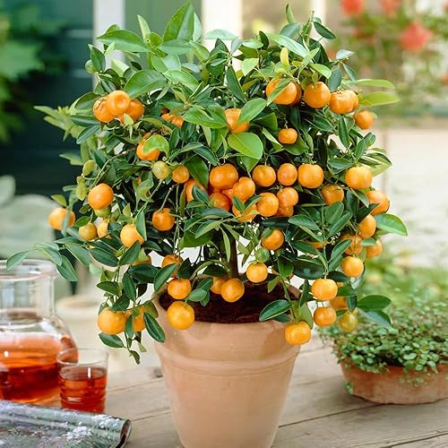 Miniatura 2 de Calamansi Calamondin - Árbol vivo en maceta de 3 galones, 3 pies de alto, resistente árbol de cítricos para cultivo al aire libre, flores fragantes,