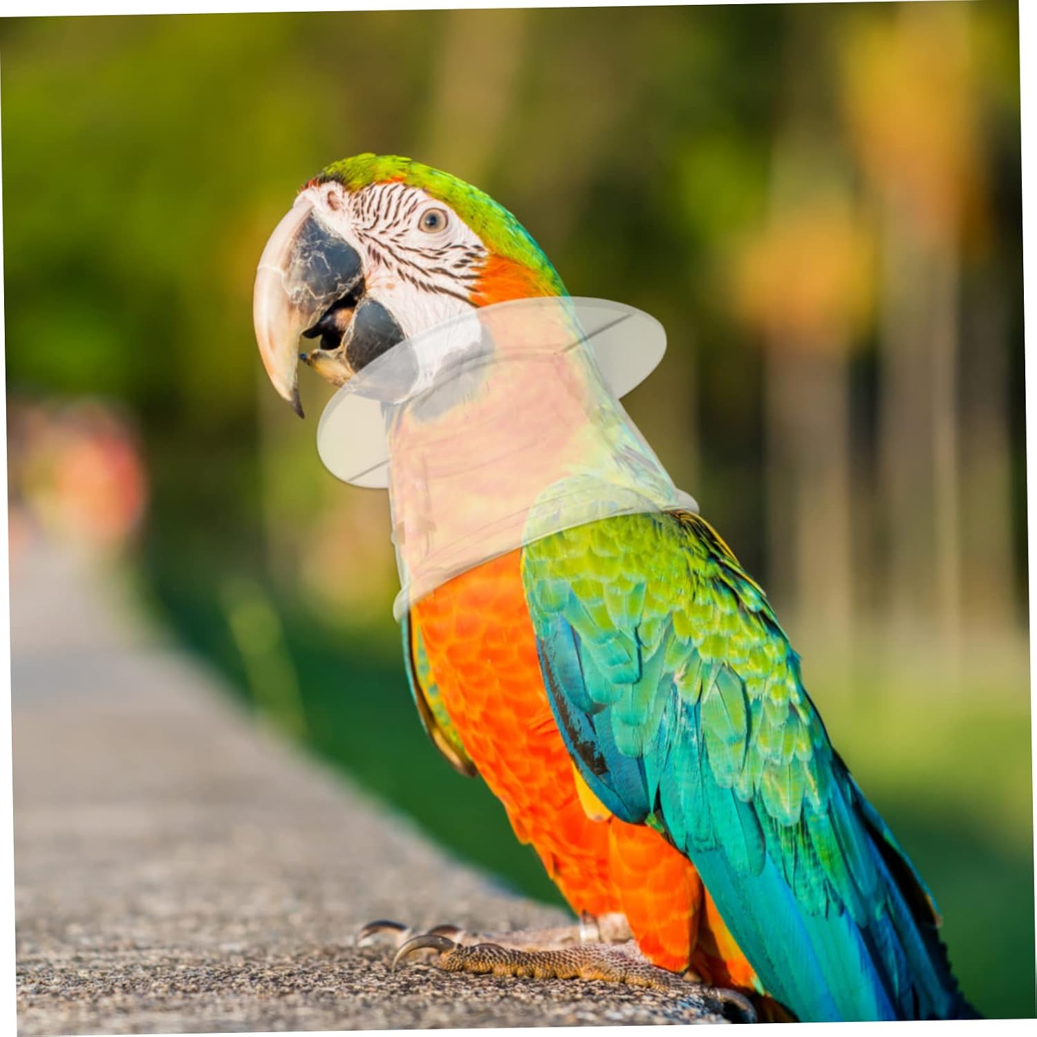 iplusmile Parrot Collar for Severe Plucking for Macaw Parrot Necklace Stops Self-harm and Biting Fit for Bird Safety