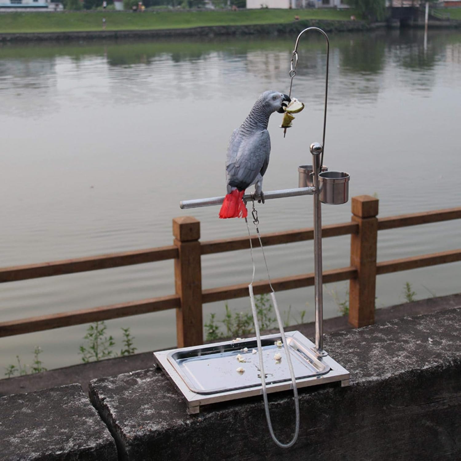 EVTSCAN Bird Stand, Stainless Steel Bird Standing Frame Parrots Training Rod Supplies with Two Food Bowl(44 * 33 * 60Cm)