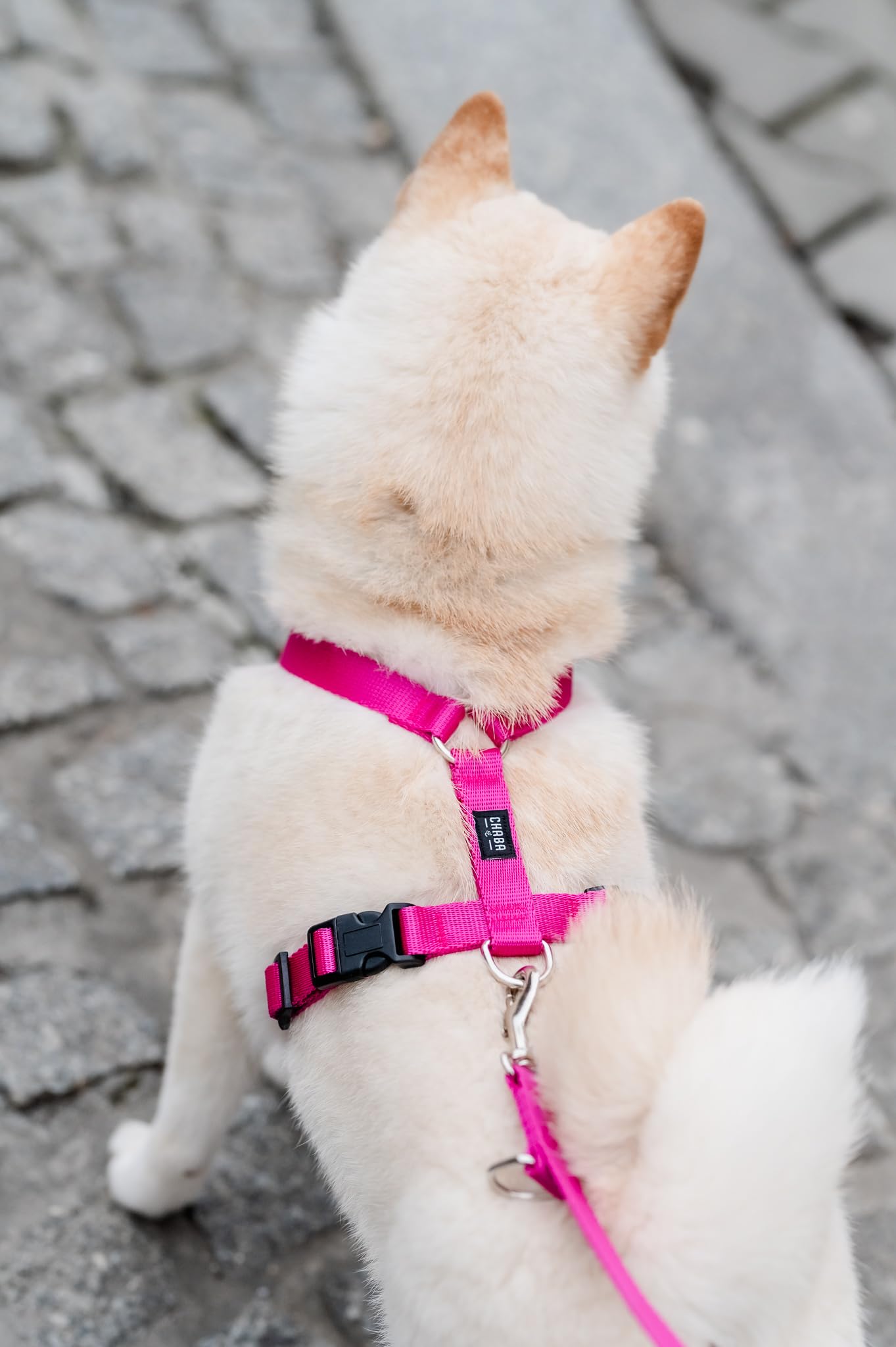 Chaba Guard Harnais pour Petit Chien, Anti Traction, Réglable en 5 Points, Empêchant la Traction et l'étouffement, Confortable et léger, Harnais de Poitrine Classique, Harnet Chien, Taille M, Fusion