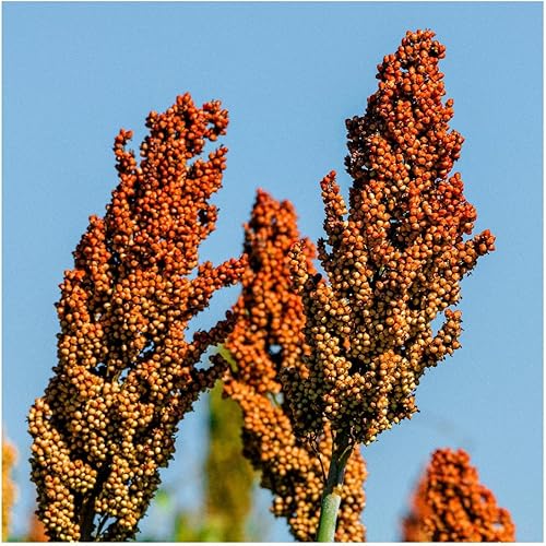 Miniatura 3 de Everwilde Farms - 50 semillas de maíz ornamentales de escoba orgánica - Paquete de bóveda dorada