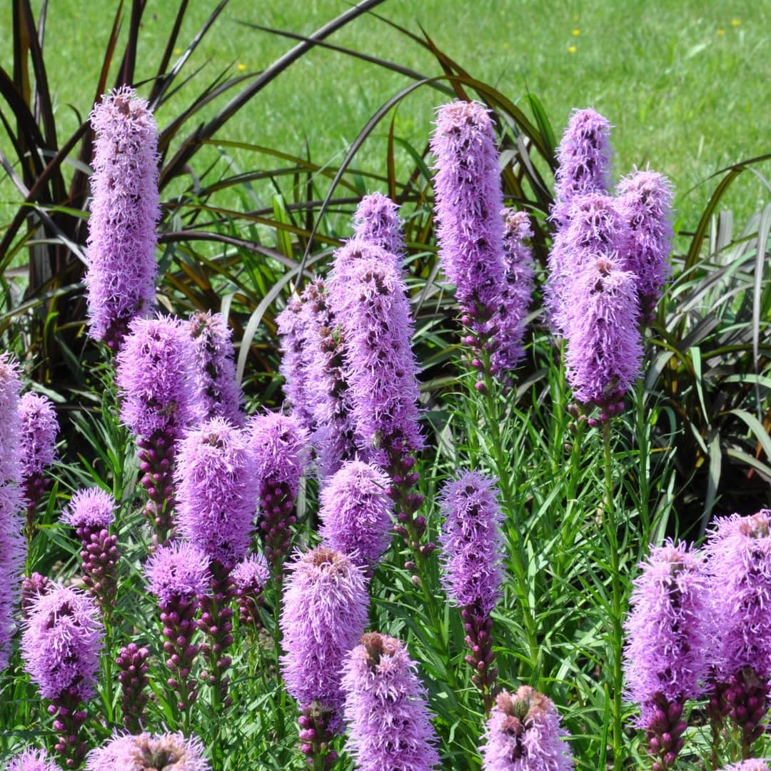 Liatris spicata przepiękna papryka, 24 rośliny, Ø 9 cm, wysokość 10-25 cm | Lato kwitnąca bylina, na grządki, do ogrodu preriowego, do sadzenia przyjaznego dla owadów
