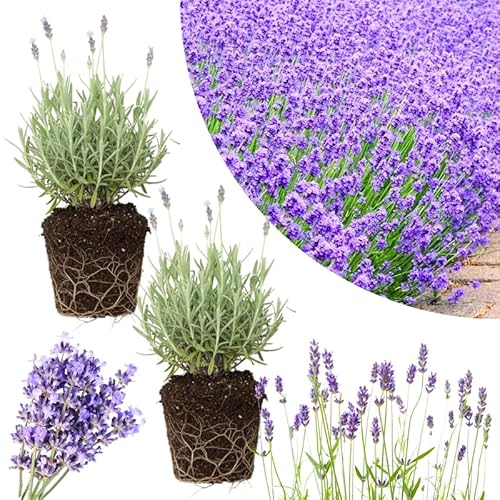 2 Munstead Lavender Live Plants, Fragrant Lavender Flowering Herb Plants,