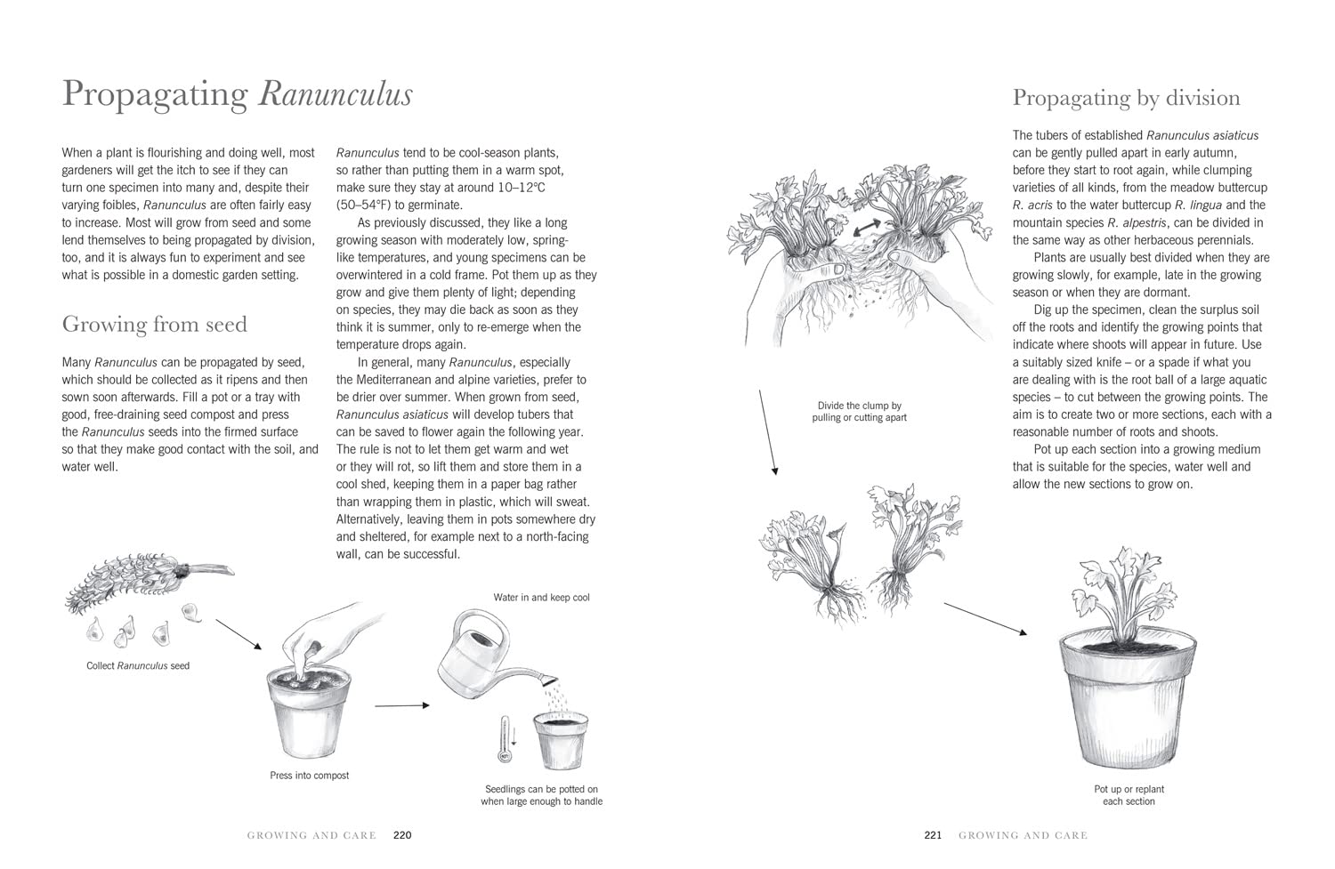 Ranunculus: The ultimate flower guide for growing, flowering and cutting varieties for the home and gardening