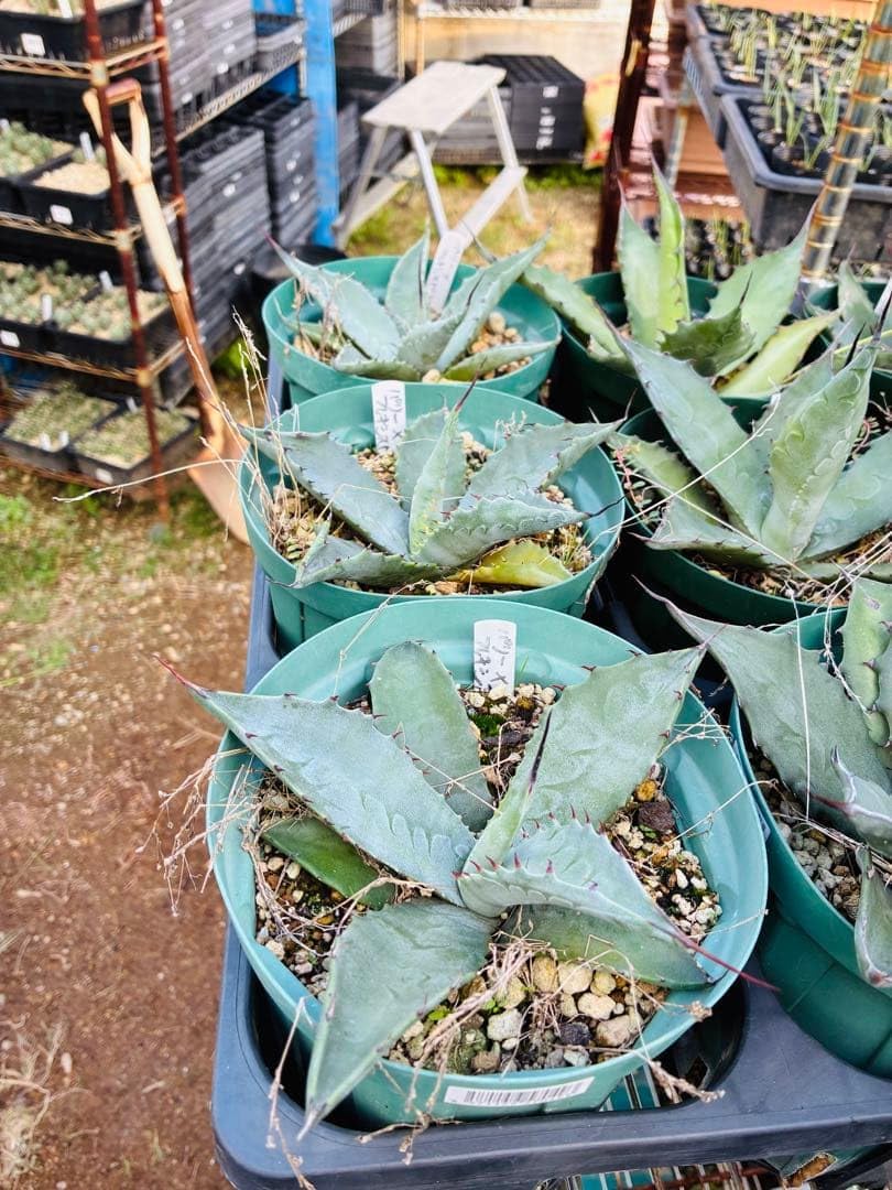 アガベ ー フレキシスピナ 3苗 抜き苗 アガベパリー フレキシスピナ 3 アガベ ー フレキシスピナ 3苗 抜き苗 アガベパリー フレキシスピナ 3