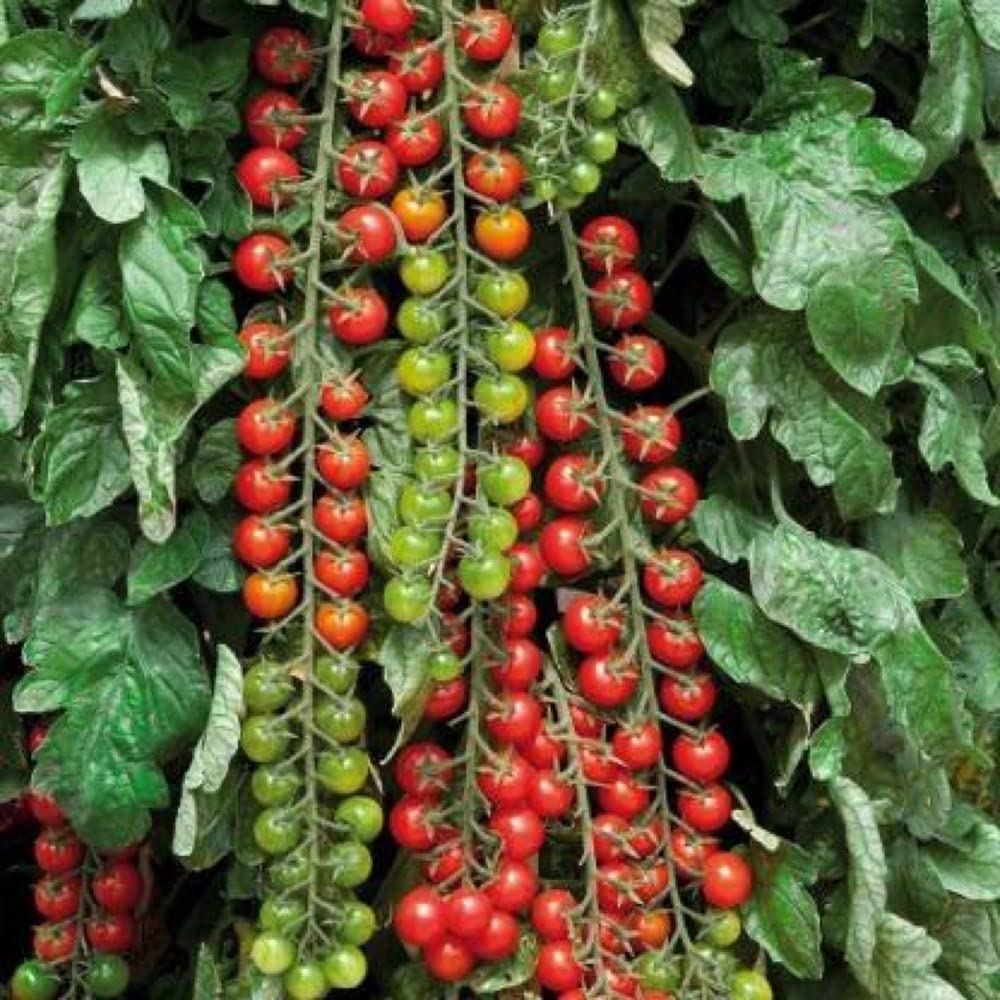 PLANTOGALLERY Vegetable Seeds | Cherry Tomato Seeds | F1 Hybrid | Organic Seeds | For Home & Kitchen Garden | Pack of 1 pkt 60-80 Seeds (B09B2KJFXM) Amazon Price History, Amazon Price Tracker