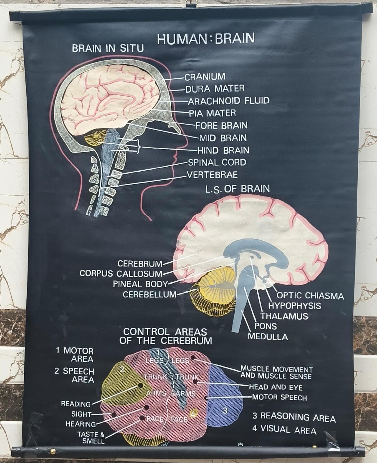 Biocrafts Educational Charts | Title" HUMAN BRAIN in Biology" | Rexine MATERIAL, Waterproof, for School and Colllege Kids & Home Learning| Science Charts | CBSE Charts | BSC MSC Chart| SIZE 90x60 cm-picture-45