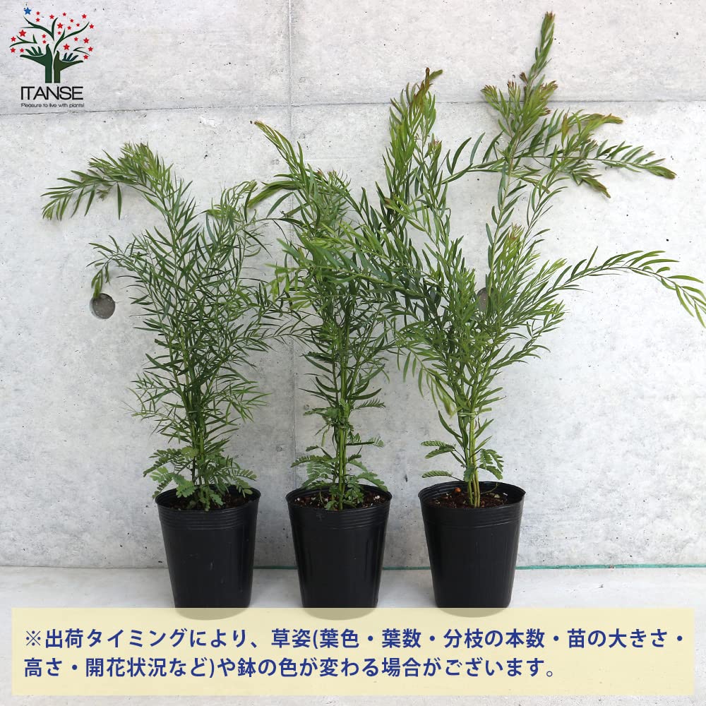 Amazon.co.jp: アカシア・ブリスベーンワトル 3.5号ポット【品種
