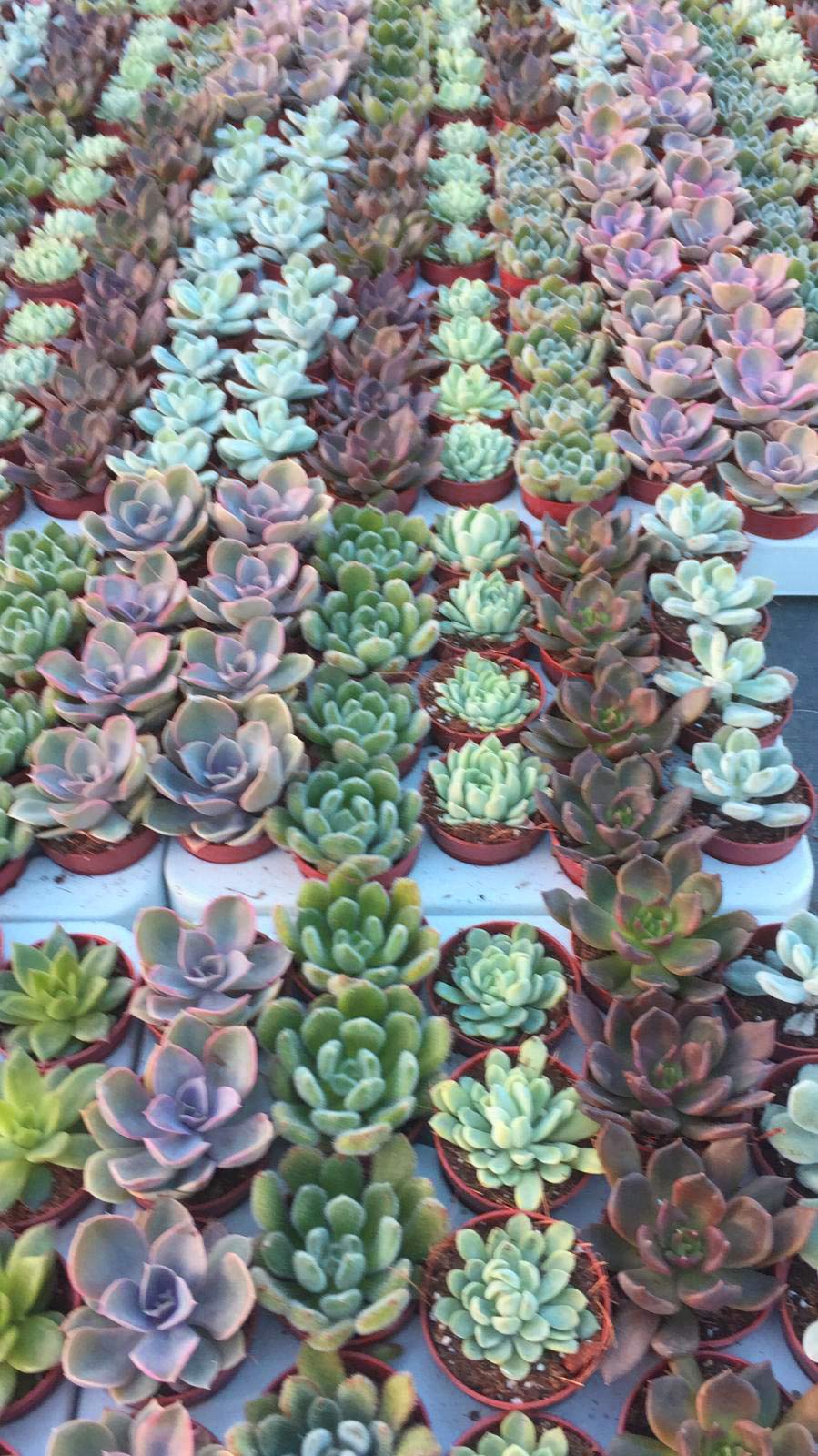 DutchLeafs Crassula Mix 5 Sukkulenten - Mini Pflanzen 8-15cm In 5,5cm Töpfen, Pflegeleicht