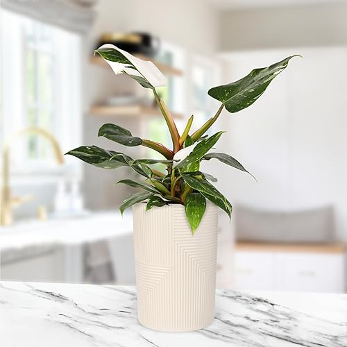 Miniatura 3 de Green Circle Growers White Princess - Plantas de interior vivas en maceta Rockefeller beige de 5 pulgadas, planta de interior