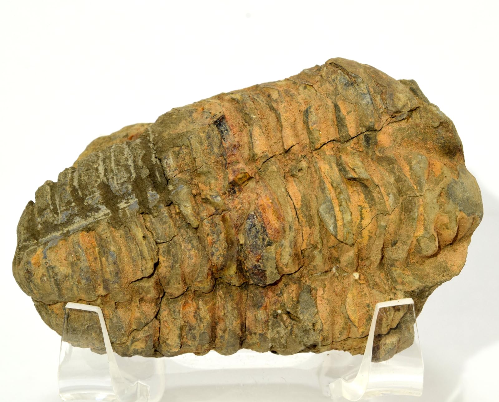 HQRP-Crystal 2.9" 80g Calymene Trilobite Fossil Natural Fossilized Collectible Ordovician Period Décor Specimen - Morocco