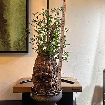 Amazon.co.jp: 発根済 オペルクリカリア パキプス 作家鉢付き