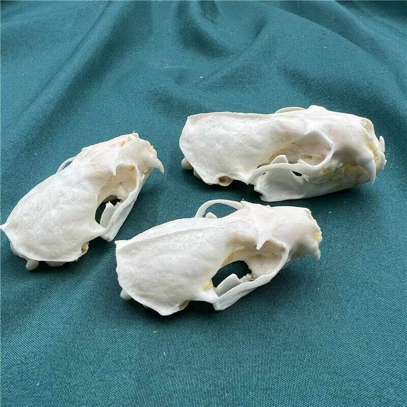 Taxidermy Real Mink Skull Animals Skulls, Real Bones Specimen, Taxidermy Supplies for Science Education, Special Gift, DIY Home&Office Decor (10)