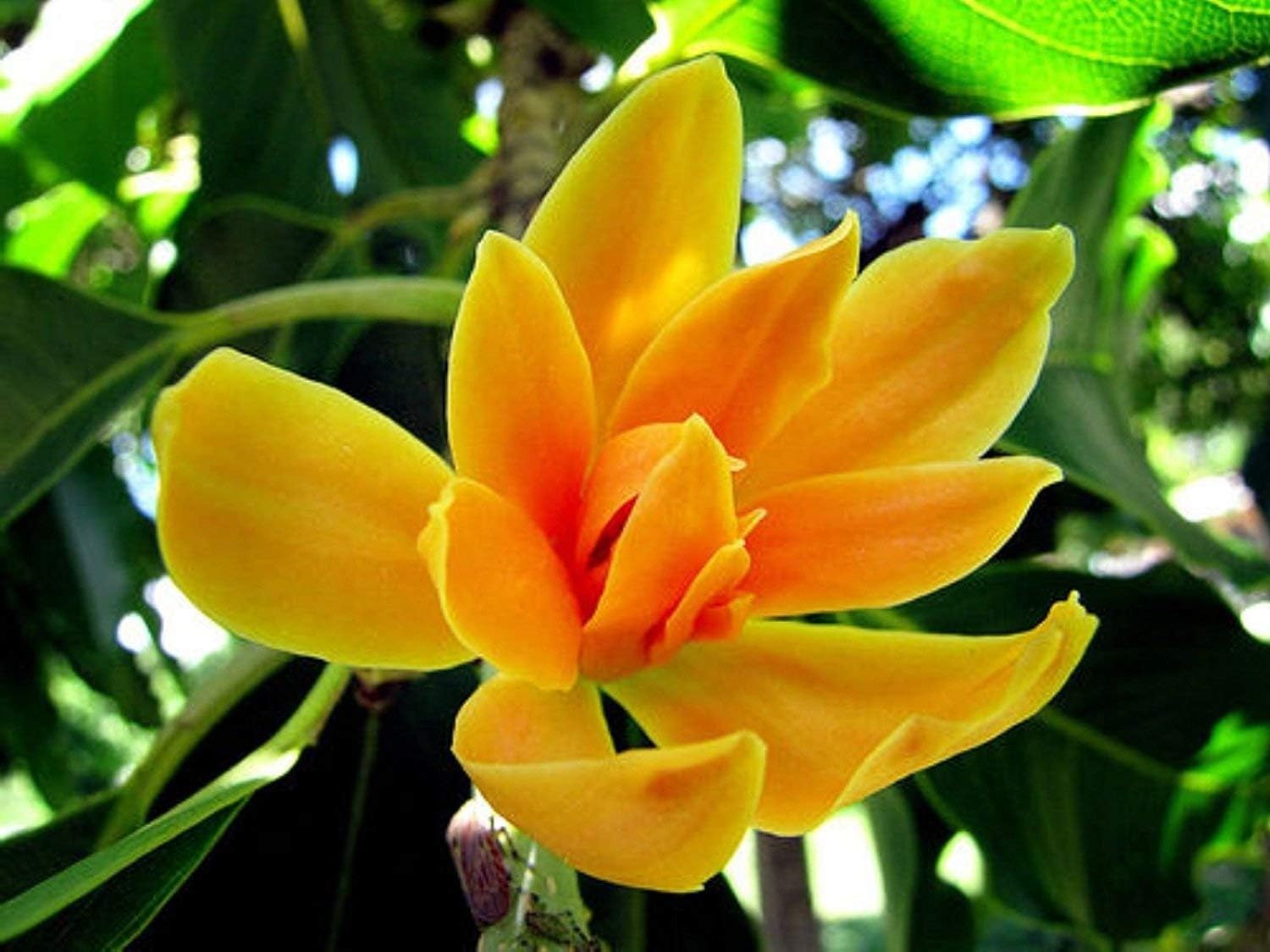 Golden Champa/Magnolia champaca Flower Grafted Live Plant(Plant Height-1.5 Ft To- 2 Ft)