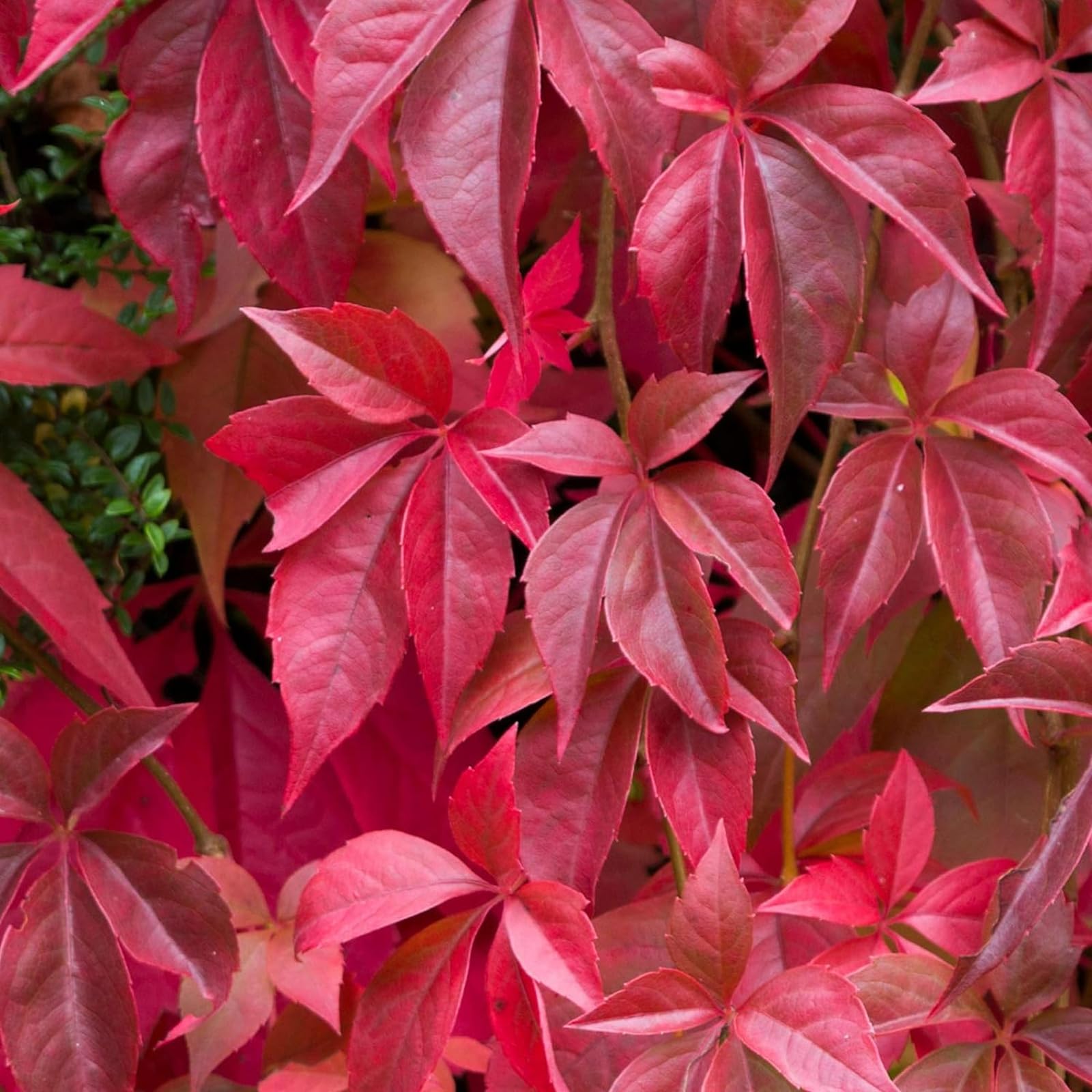 Carbeth Plants Virginia Creeper Plant in 9cm Pot