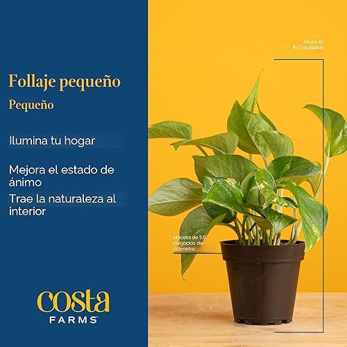 Miniatura 4 de Costa Farms Plantas vivas de interior en macetas decorativas, fáciles de mantener, plantas purificadoras de aire, variedades surtidas, decoración