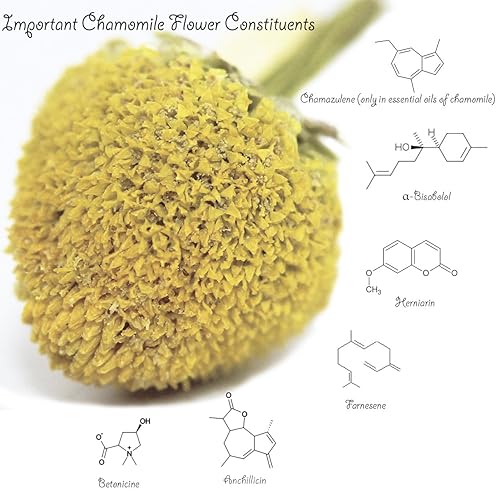 Miniatura 4 de Té de manzanilla de 1 libra (16 onzas), 100% orgánico certificado (sello USDA), flores de manzanilla, té de hierbas (Matricaria Chamomilla) en