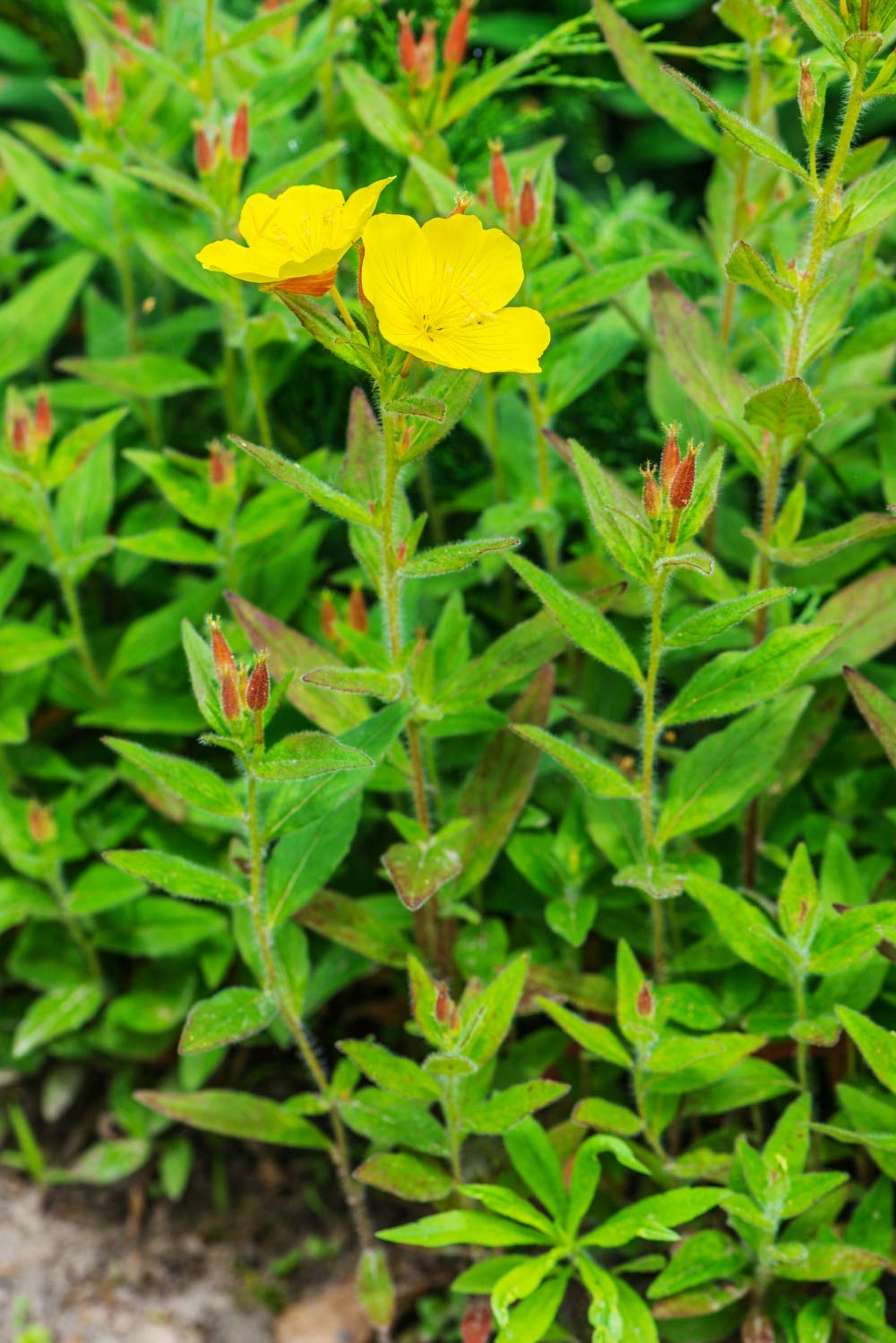 Health Embasssy Poudre de Graines d'Onagre | Oenothera Biennis L | Evening Primrose Seeds Powder 50g