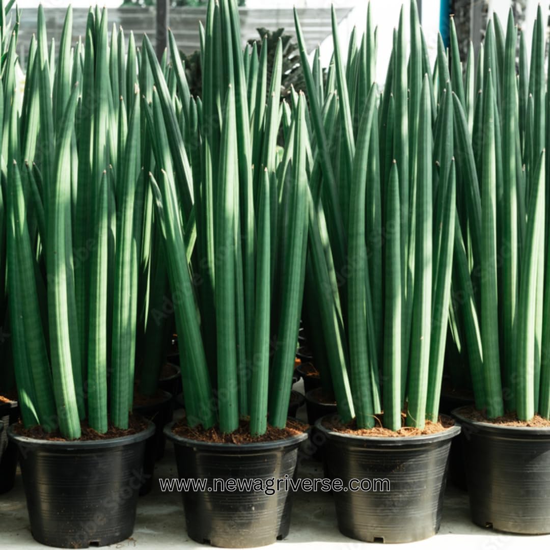 Sansevieria Cylindrica (Cylindrical Snake Plant) - Succulent Snake Plant |  Easy Propagation | Sansevieria Stuckyi Live Indoor Plant : Amazon.in:  Garden & Outdoors