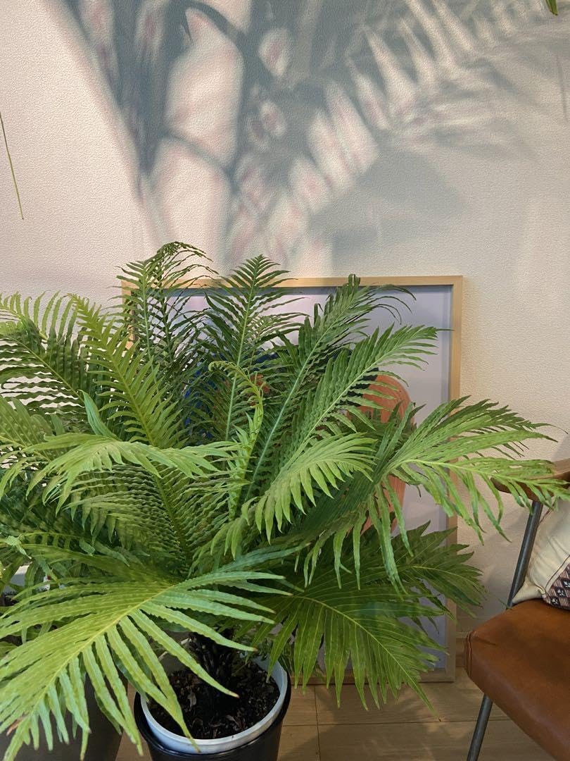 Amazon.co.jp: 極上 ブレクナム シルバーレディ 8号 観葉植物 シダ系
