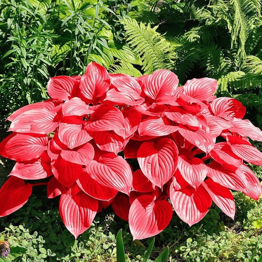 Image of Hosta Seeds For Planting (200 SEEDS) Low Maintenance - Grow Indoor /Outdoor Both - Grow Year Round (ALL MIX)