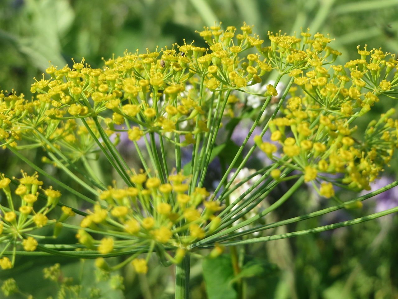 Anethum graveolens, Dill, 2.5g approx 1500 seeds - Domino, compact & slow-to-bolt cultivar