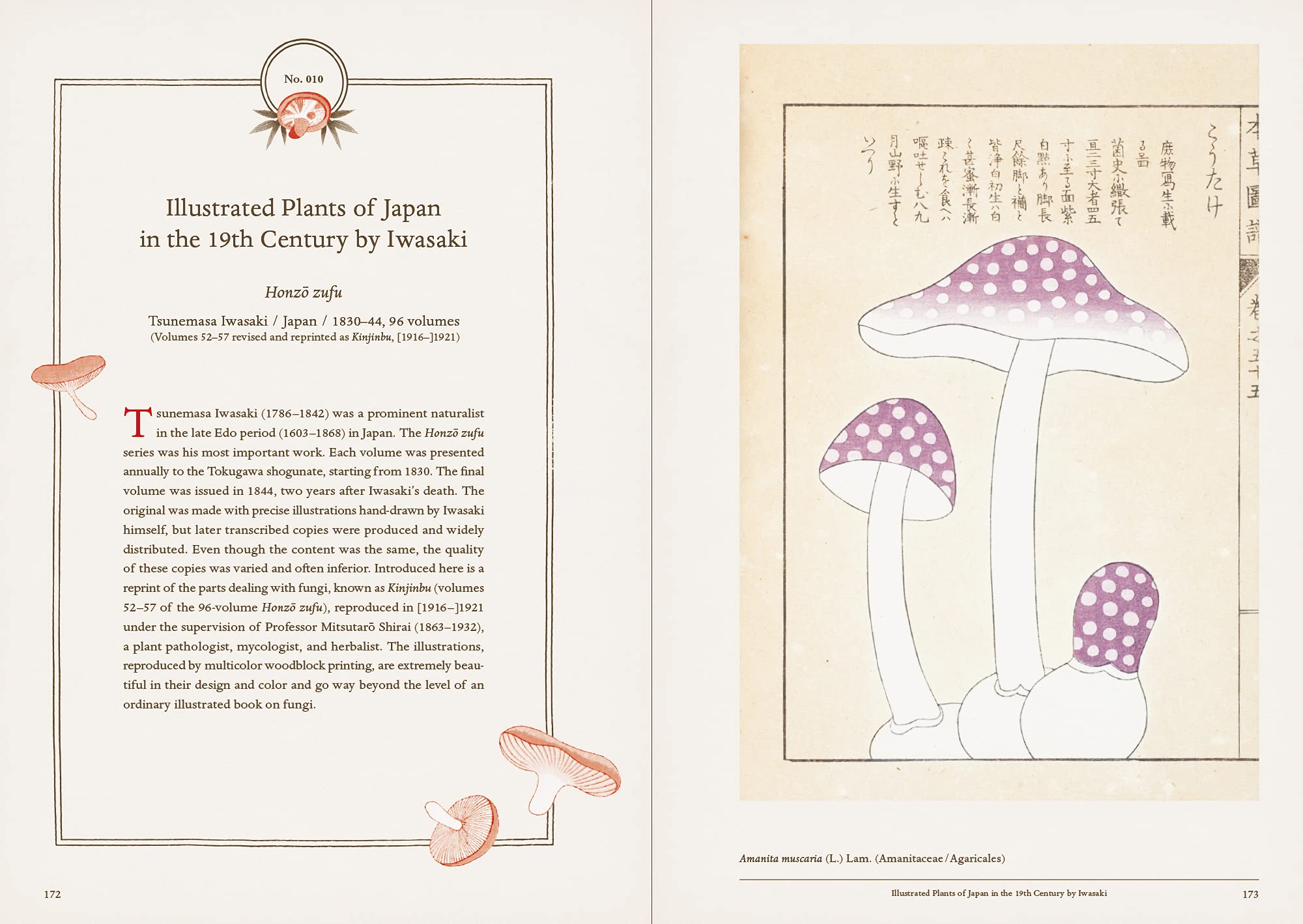 Mushroom Botanical Art