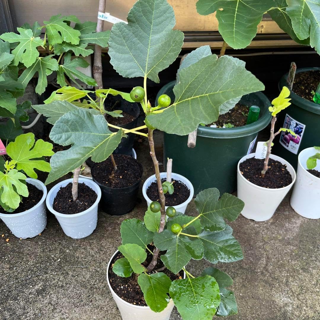 とうふイチジク苗セット とうふイチジク苗セット とうふ様専用イチジク とうふイチジク苗セット とうふイチジク苗セット とうふ様専用イチジク