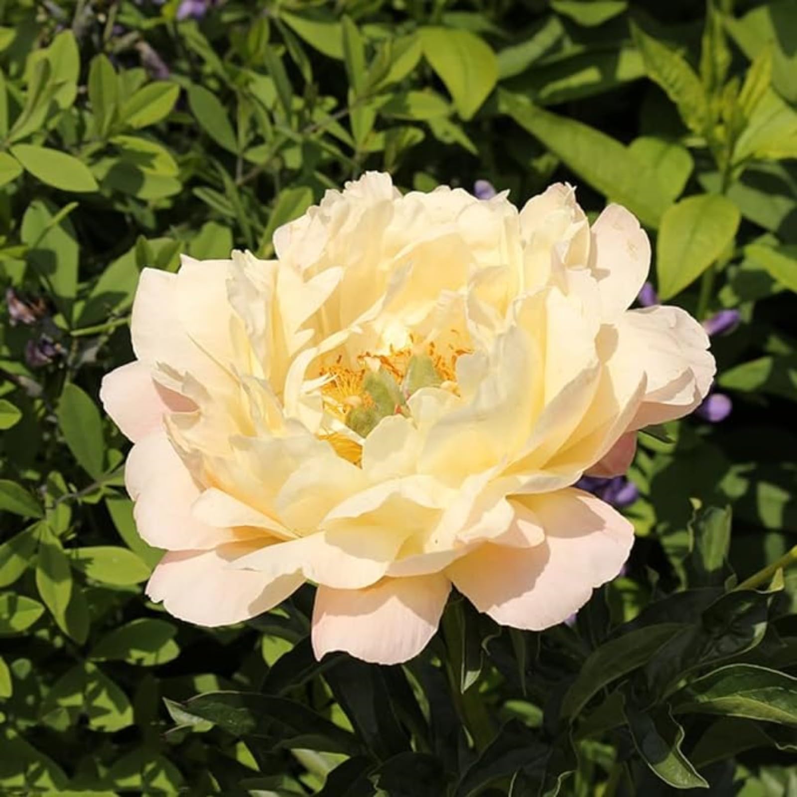 Peony Bulbs for Planting Now UK,Plant Bulbs,Hardy Perennial,Garden Flowers,Flowering Bulbs,Greening Flower,Wedding Flowers,Strong Plants That Grow Well-5Bulbs-E — image 1