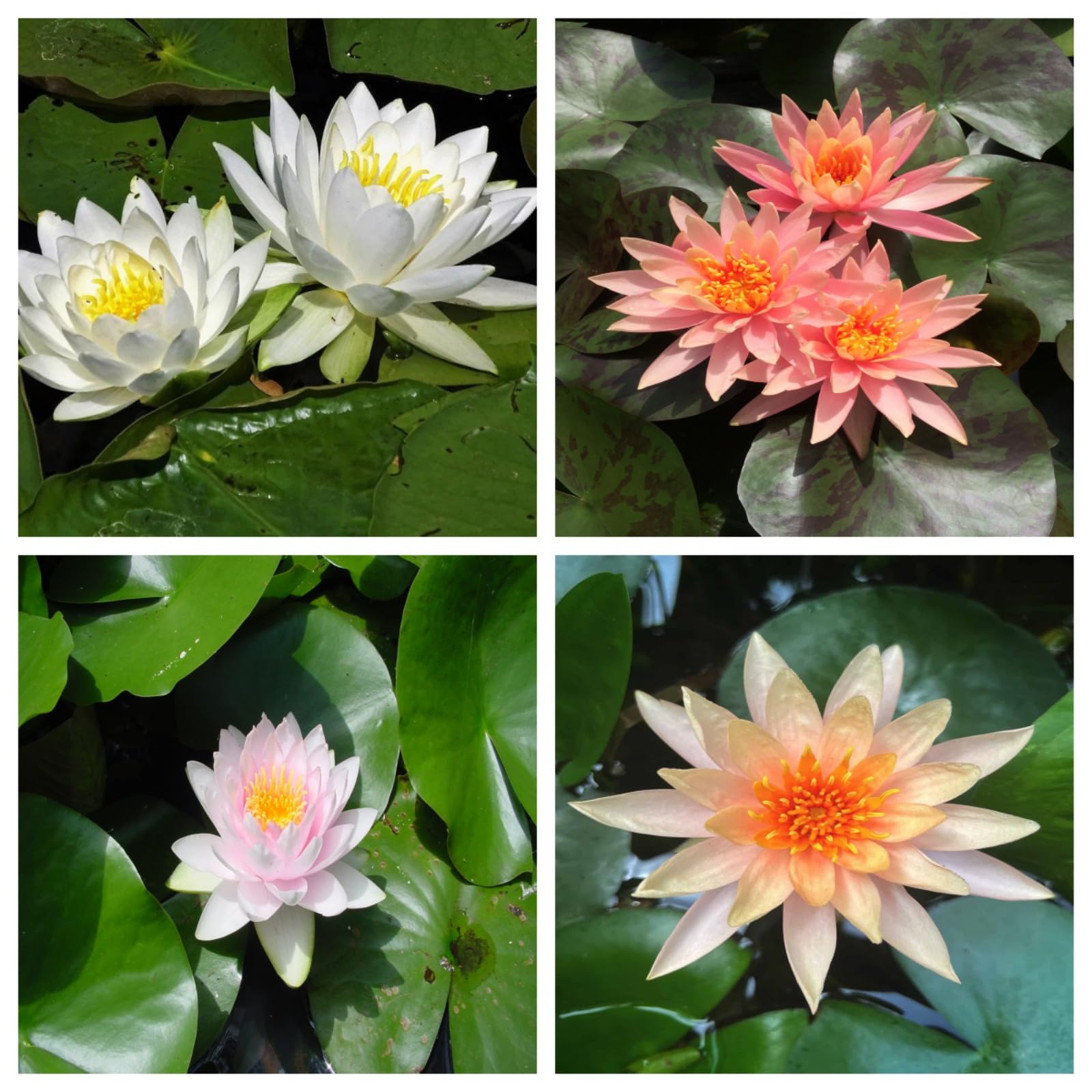 Hermosos nenúfares: nenúfares flotantes para estanques, adecuados para la decoración de jardines, acuarios y peceras-100pcs-G
